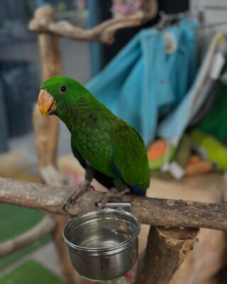 Vosmaer’s Eclectus Parrots For Sale Online