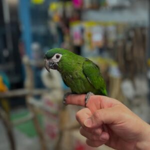Hahn’s Macaw Parrots For Sale Online