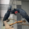 Palm back Cockatoo for sale