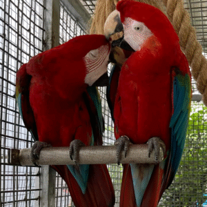 Green wing Macaw parrot