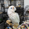 Baby Goffin Cockatoo