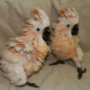Moluccan Cockatoo