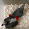 Congo African grey parrot