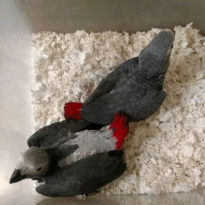 Congo African grey parrot
