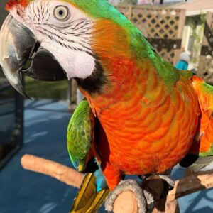 Harlequin Macaw Parrots For Sale Online