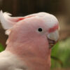 Major Mitchell’s Cockatoo Parrots For Sale Online