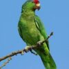 Mexican Red Headed Amazon Parrots For Sale Online