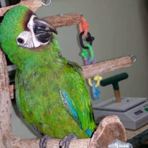 Severe Macaw Parrots For Sale Online
