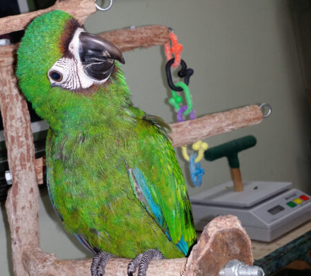 Severe Macaw Parrots For Sale Online
