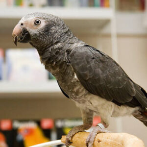 Timneh African Grey Parrot Parrots For Sale Online