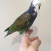 White Capped Pionus Parrots For Sale Online