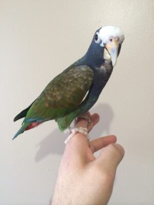 White Capped Pionus Parrots For Sale Online