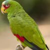 White Fronted Amazon Parrots For Sale Online