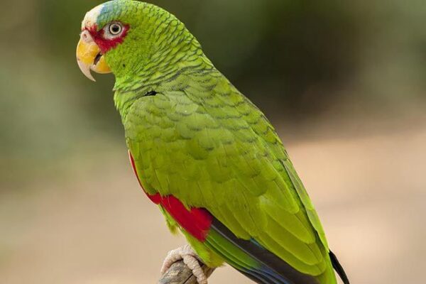 White Fronted Amazon Parrots For Sale Online