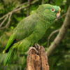 Yellow Crowned Amazon Parrots For Sale Online